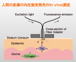 人間の皮膚の内在蛍光発光のIn vivo測定