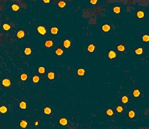 Gold Nano-particle Standards