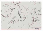 Image Analysis in the Pharmaceutical Industry