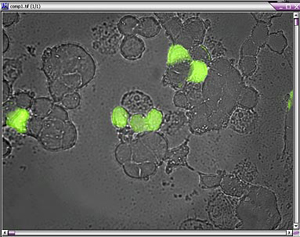 Cells Expression Redo-GFP