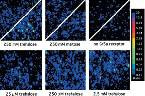 Dose-dependence of Trehalose Response in S2-Gr5a Cells