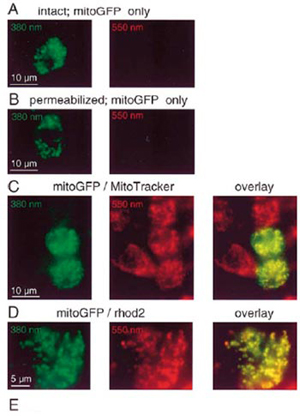 Visualization of Mitochondria by mitoGFP