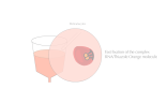 Reticulocyte Analysis