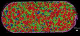Colour coded Raman image of a tablet Colour coded Raman image of a tablet
