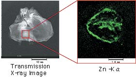 Analysis Results for the Stomach of a Rat Not Receiving the Medication