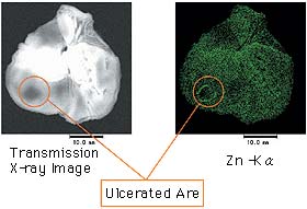 Stomach of a Rat Receiving the Oral Medication