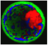hyperspectral fluorescence image